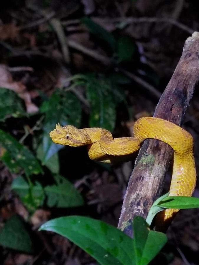 Tortuguero Villas Esterno foto