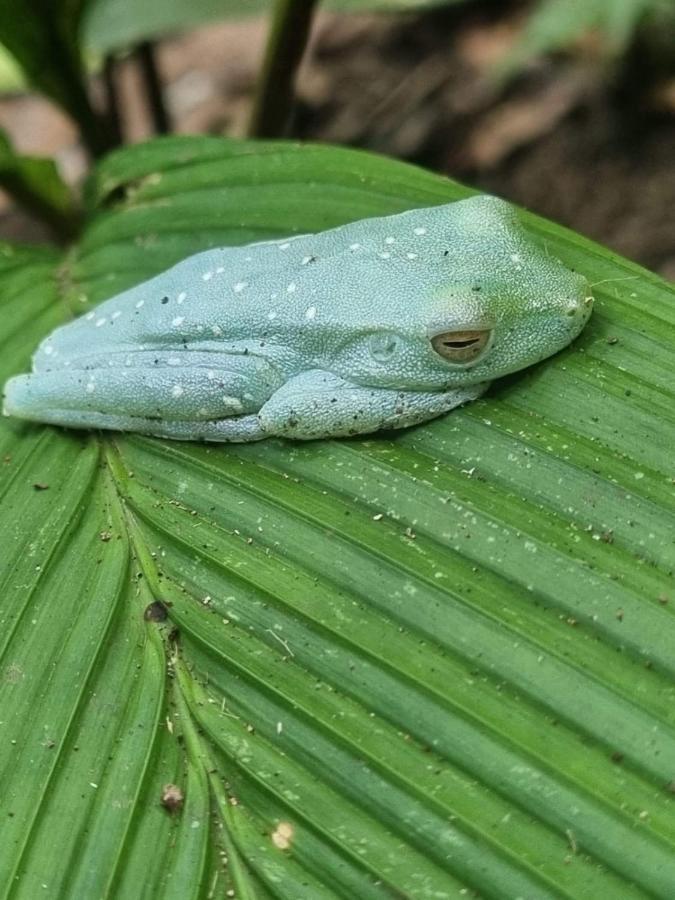Tortuguero Villas Esterno foto