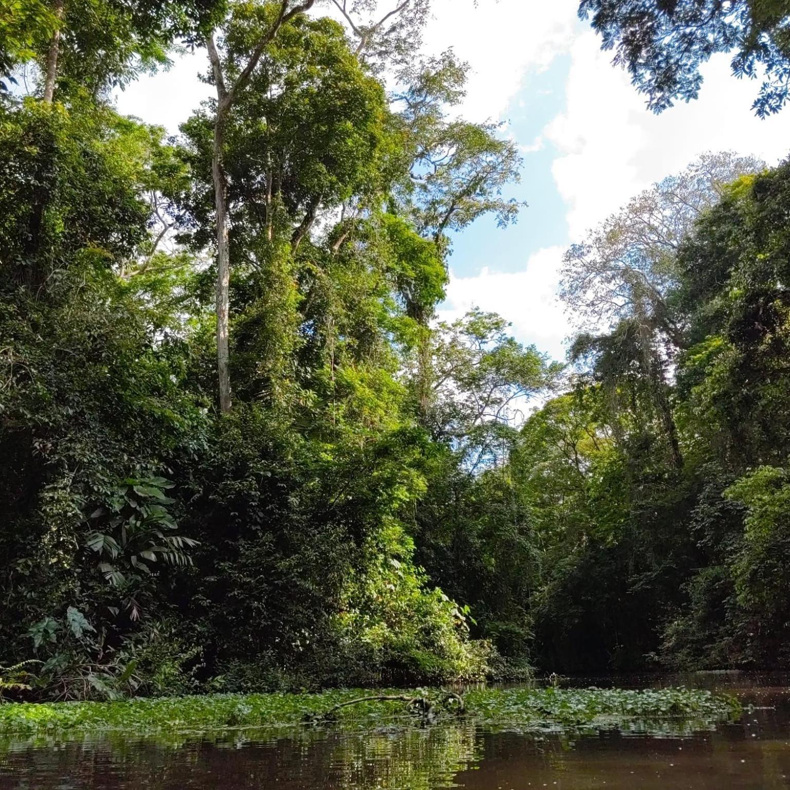 Tortuguero Villas Esterno foto